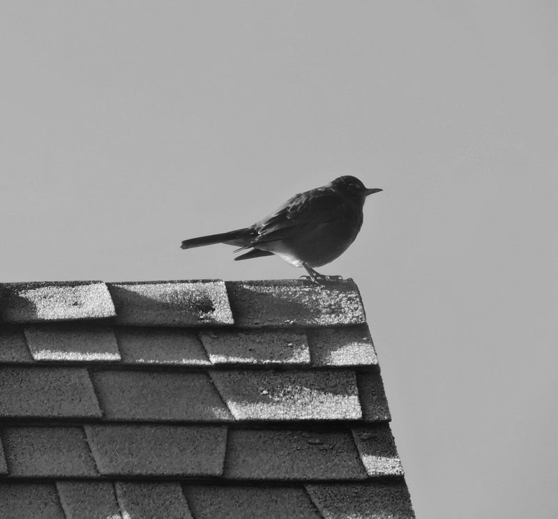 The harbinger.
