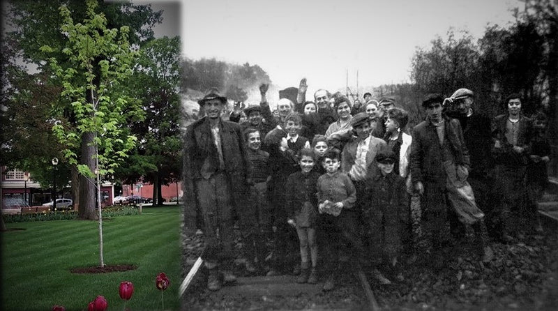The Remembering Tree.